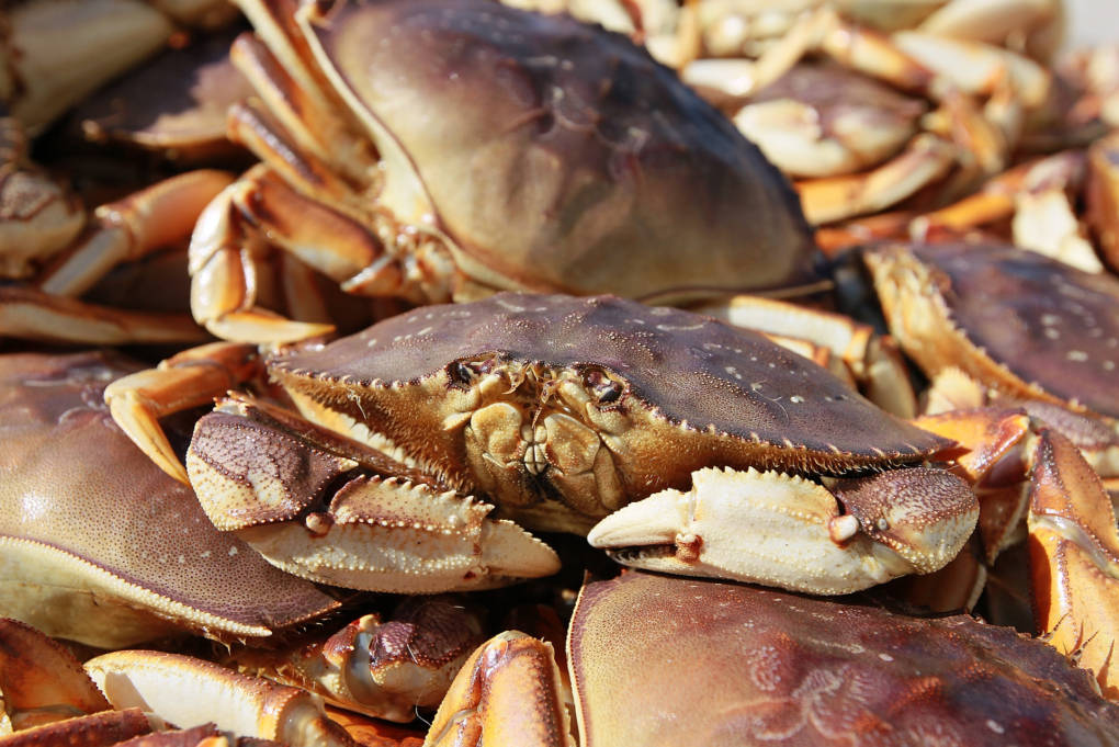 A close up of a Dungeness crab in a pile of crab.