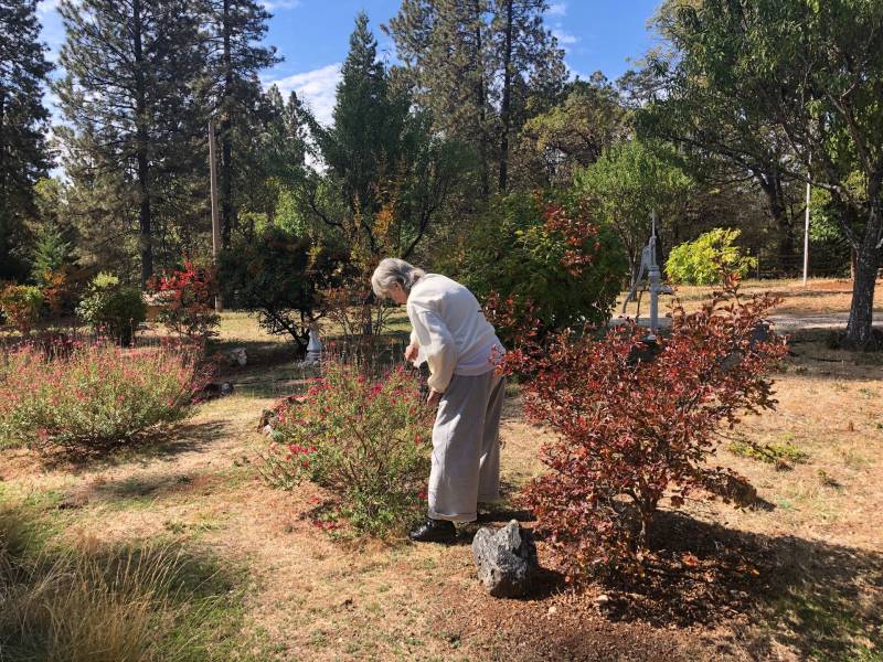 Emma Titus waters bushes in her front yard in Grass Valley. She said she spent $3,000 on clearing her land to make her property more fireproof.
