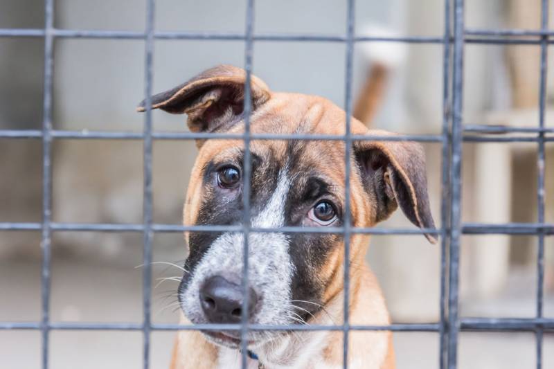 Newsom Proposes $50M to Make California a 'No Kill' State for Shelter  Animals | KQED