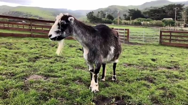 How to Invite a Goat to Your Next Zoom Meeting | KQED