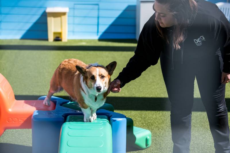 Lindsey Parker in the play area at the Dog Social Club in Oakland on Mar. 25, 2020.