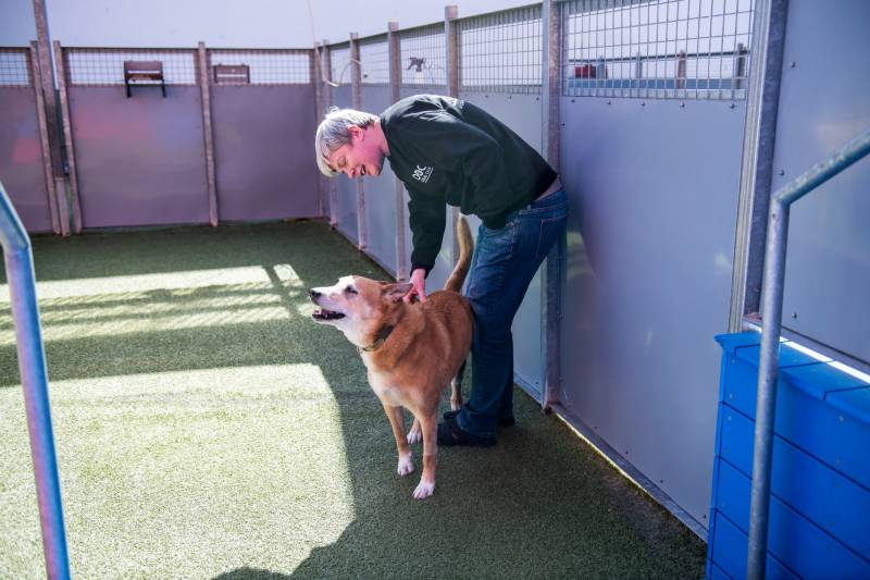 Katie Wojnoonski pets Banger, a dog boarding at the Dog Social Club, on Mar. 25, 2020. Banger's owner is a firefighter.