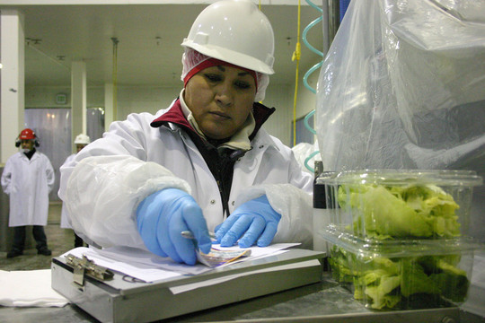 Maricruz Ladino inspecting lettuce at a Salinas packing plant. 