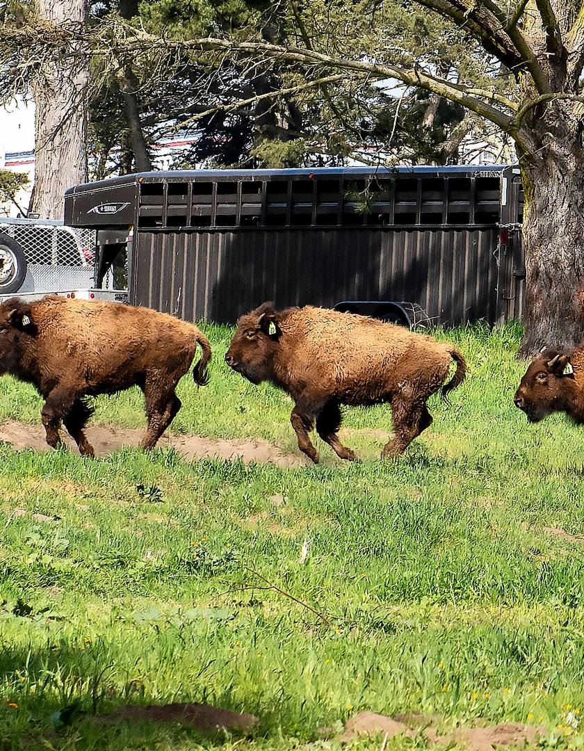 Just Don't Call Them Buffalo: Meet the Bison of Golden Gate Park | KQED News
