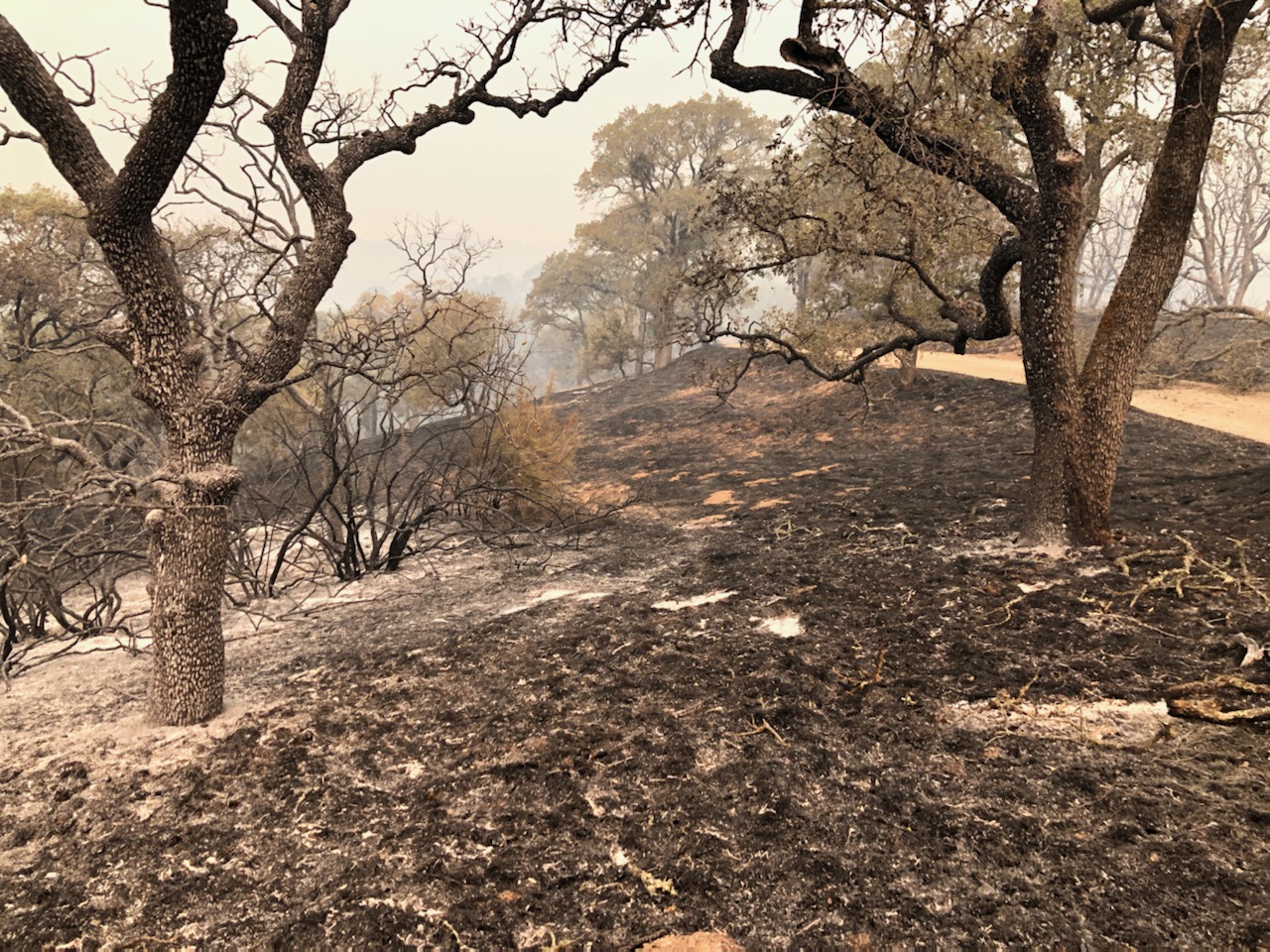 Part of Henry W. Coe State Park burned by the SCU Lightning Complex fires of 2020