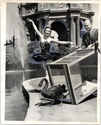 A ballerina poses as a black swan is released into the lagoon at the San Francisco Palace of Fine Arts in 1937.