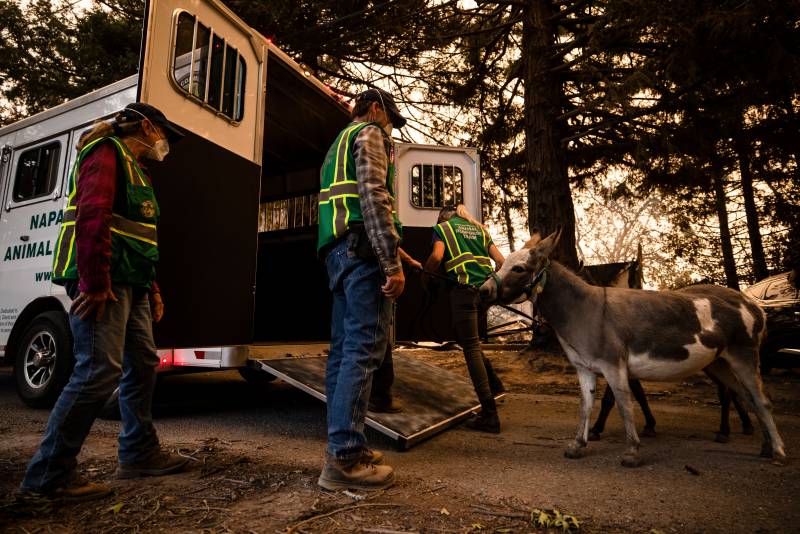 workers stand outside truck with rear doors open and ramp down as they lead a tiny donkey towards the vehicle - the air is orange-hued due to wildfire smoke