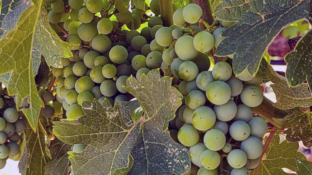 Bunch of green wine grapes.