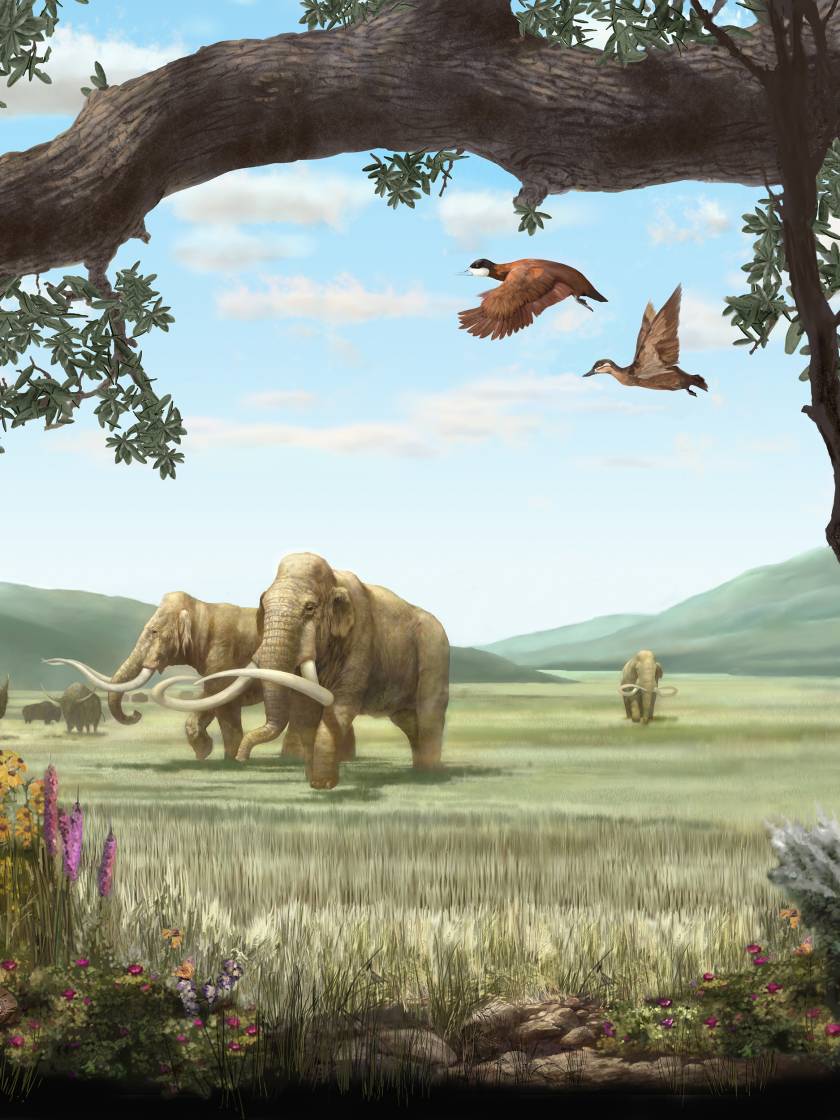 The Bay Area During the Ice Age (Think Saber-Tooth Cats and Mammoths) | KQED