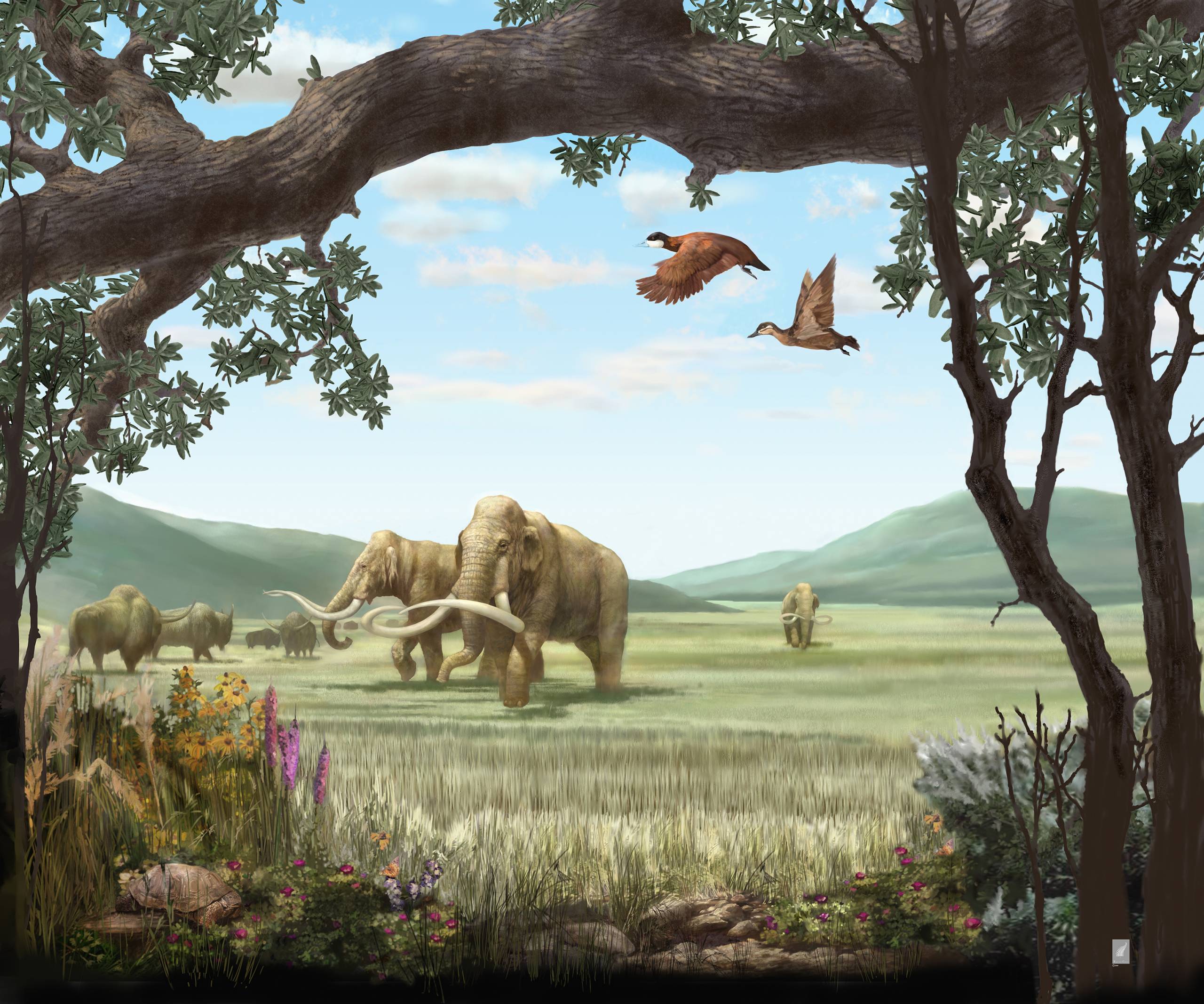 The Bay Area During the Ice Age (Think Saber-Tooth Cats and Mammoths) | KQED