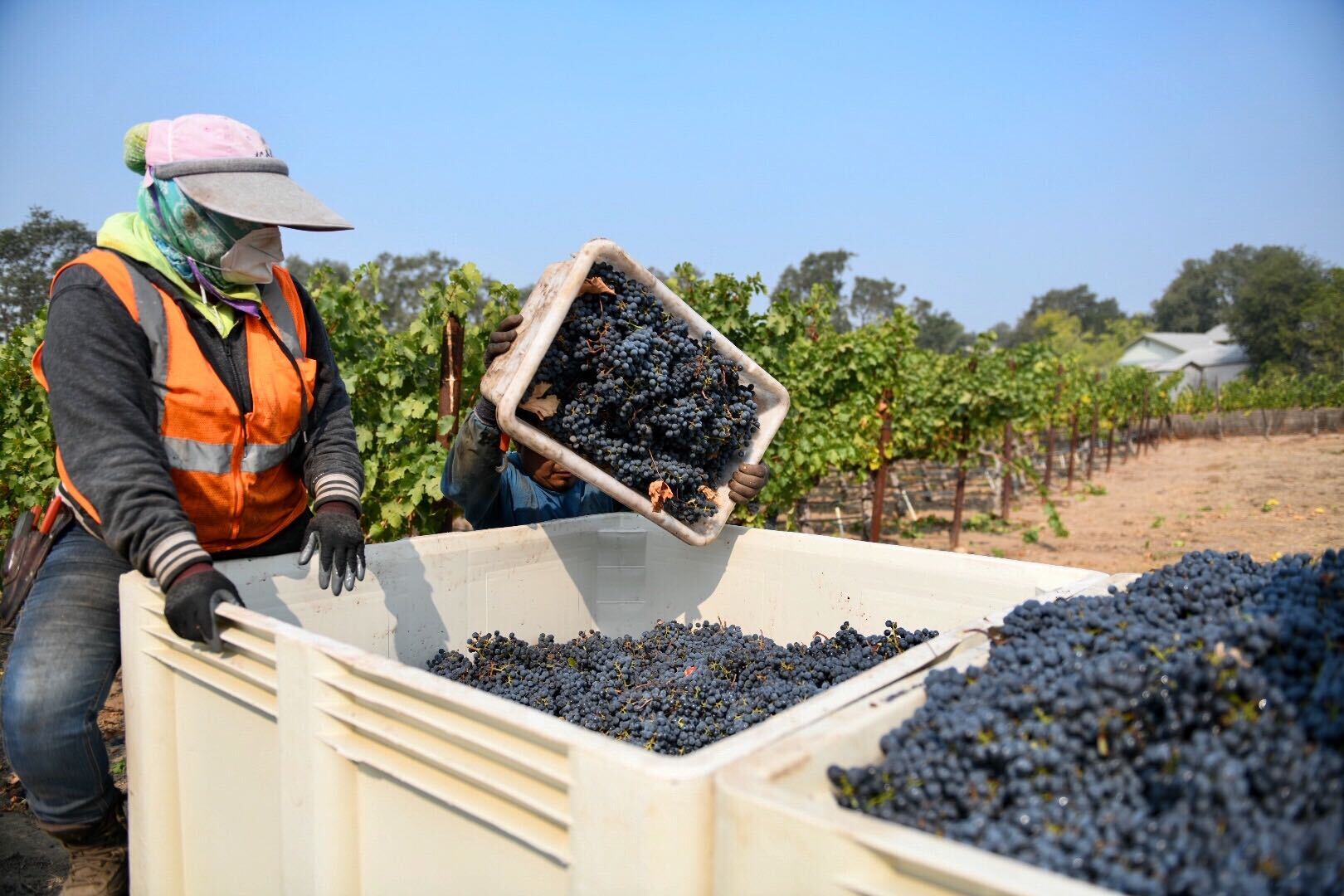 Workers harvest grapes at Garton Vineyards in Napa on Sept. 30, 2020.