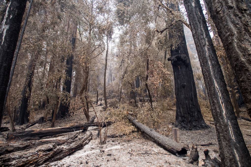 Redwood trees after the CZU Lightning Complex wildfires burned much of the area at Big Basin Redwoods State Park on Sep. 10, 2020. Beth LaBerge/KQED