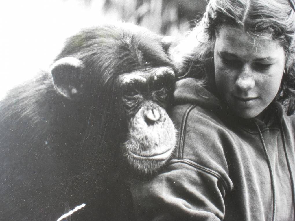 In 1980, Penny Nelson studied chimpanzees like Charlie here, as she pursued a a career in primatology. The KQED host and reporter died on March 18, 2021.