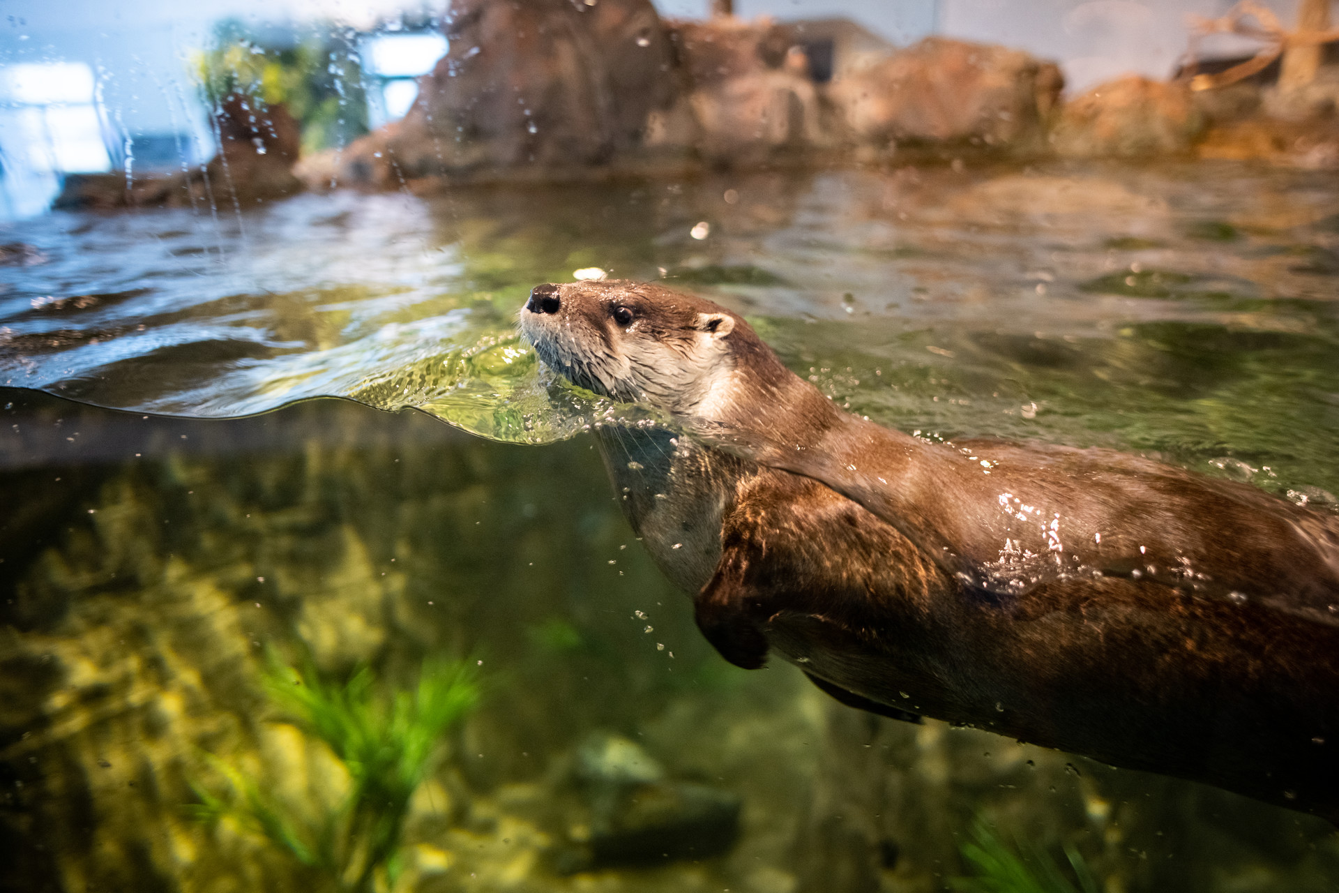 Sea otters swim