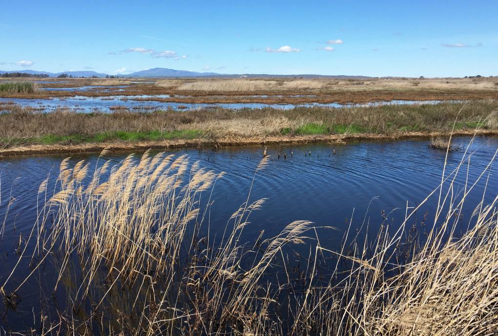 grasses blow in the breeze above marsh waters at Suisun Marsh on a clear day
