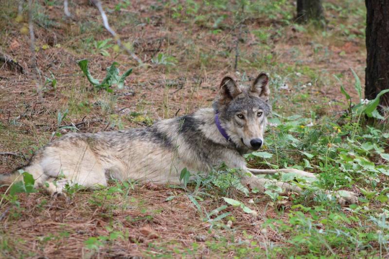 Gray wolf or-93 laying in the woods