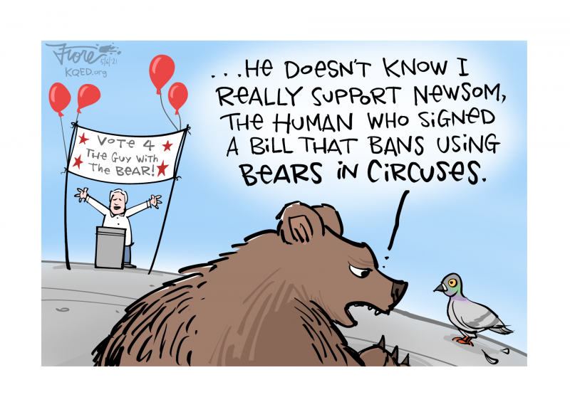 A Mark Fiore cartoon featuring the bear from John Cox's campaign launch saying, "he doesn't know I really support Newsom, the human who signed a bill that bans using bears in circuses."