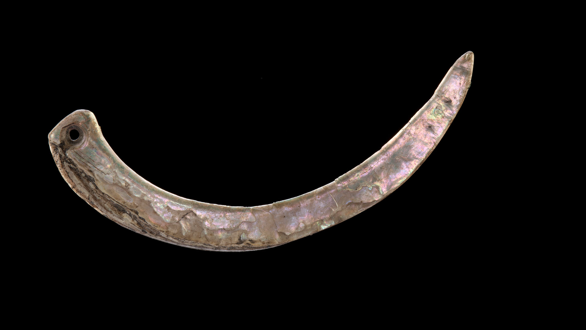 Abalone artifact