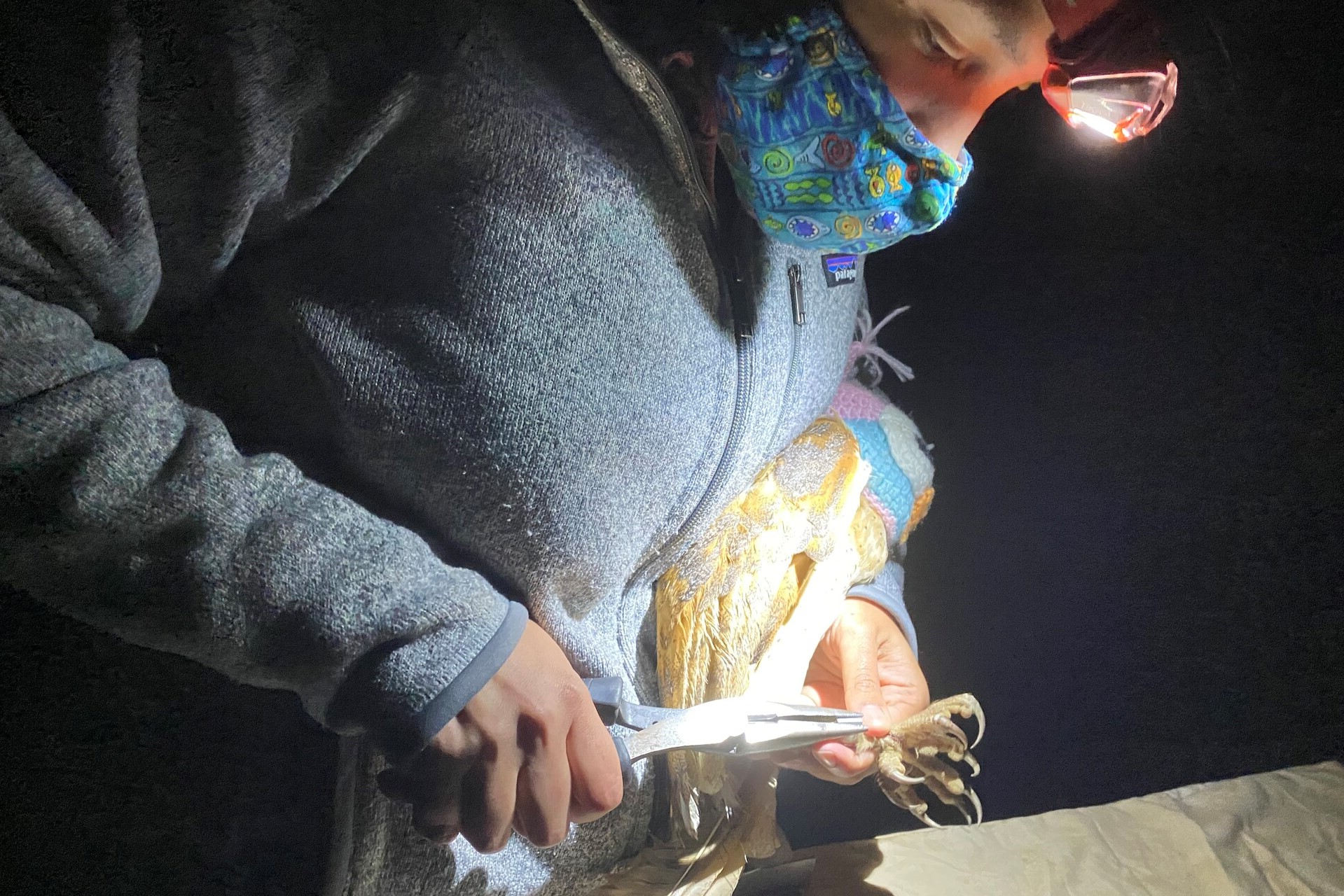 A person ties an ID band around the leg of a barn owl at night.
