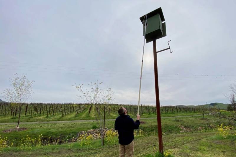 A person holds a painter's pole and GoPro camera connected to his phone to check for nests and eggs in a barn owl box. Behind this person, there are files covered in vineyards.