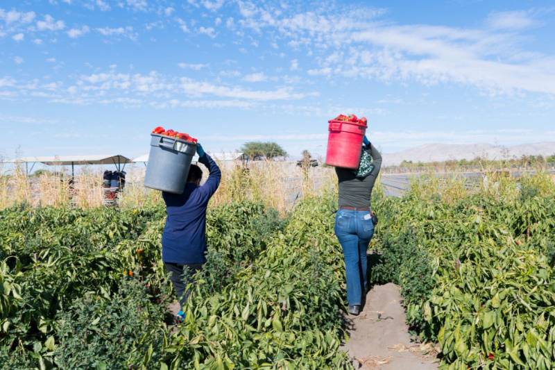 Farmworkers work at a bell pepper farm in the Coachella Valley, one of the largest agricultural regions in the nation, in February 2021.