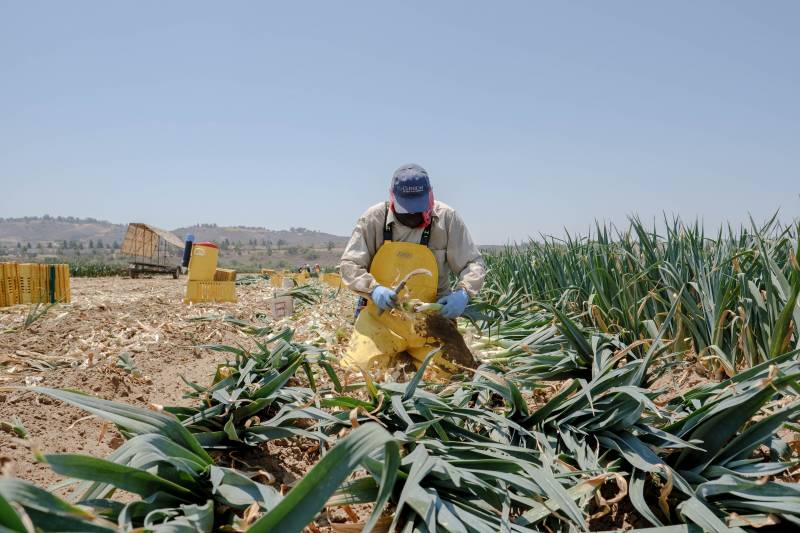 A men wearing a bright yellow plastic apron kneels before a pile of leeks in a bright, rocky field.