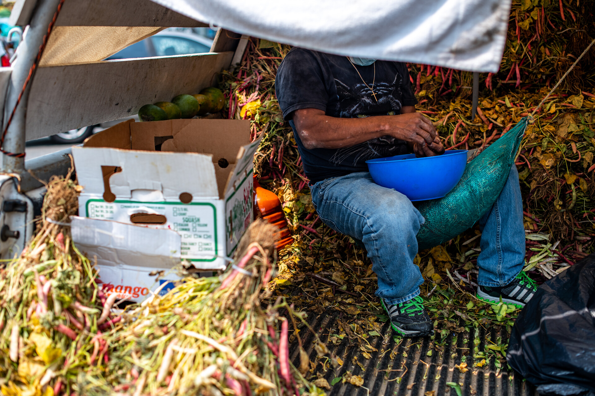 A man, face concealed by a tarp, sit surrounded by bundles of dried red beans, shelling them into a bucket in his lap.