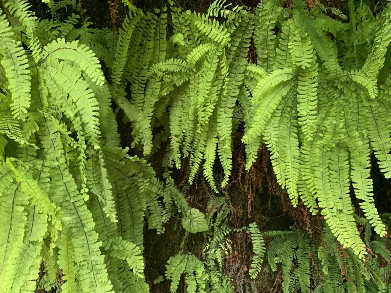 Close-up of bright green fern fronds.