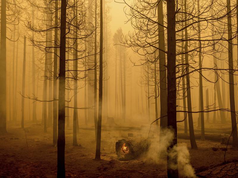 burned and smoky forest