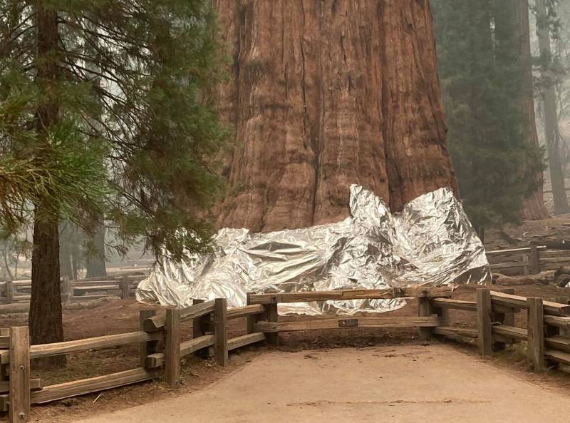 The base of a large tree is wrapped with an aluminum-based blanket.