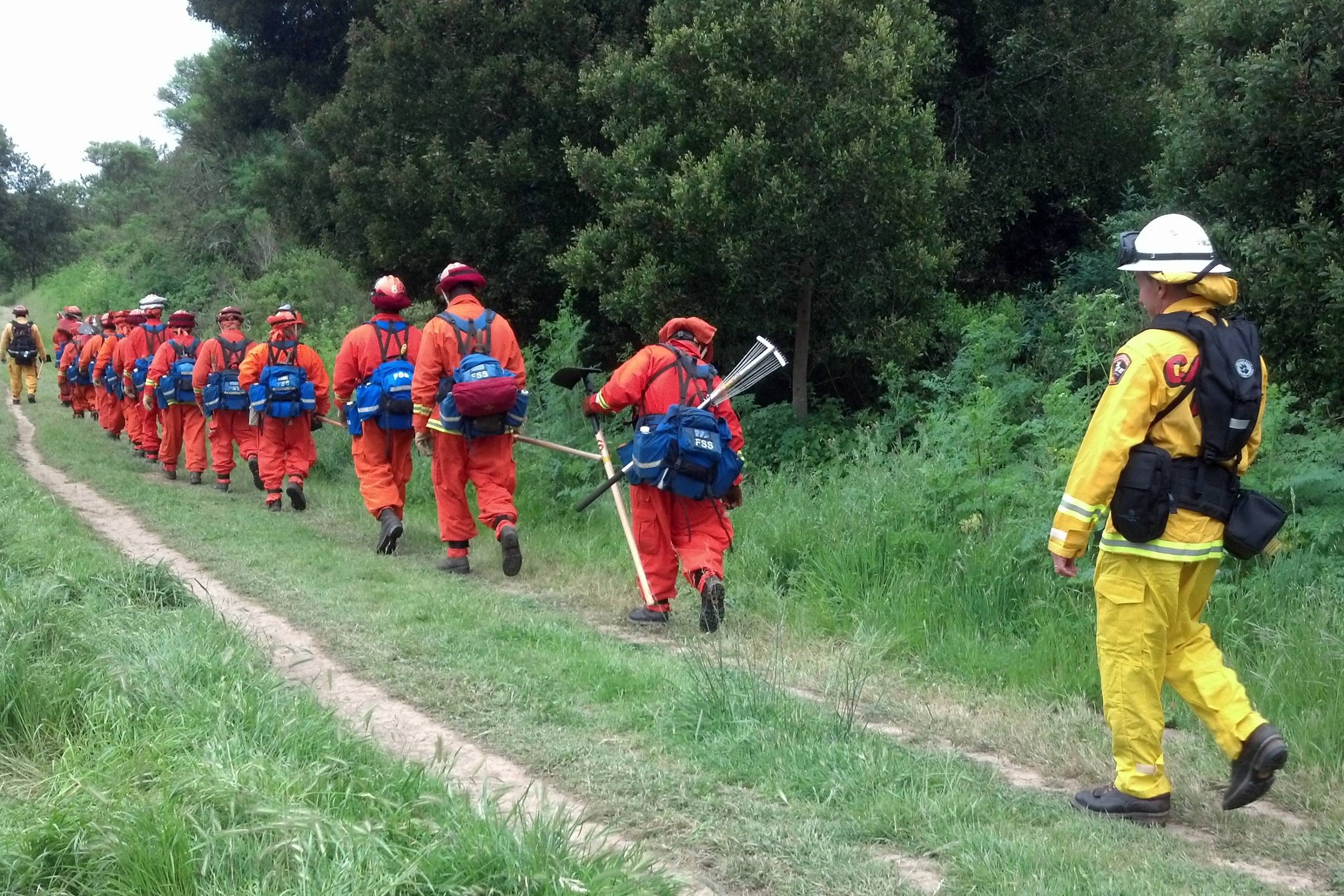 A line of firefighters wearing bright orange uniforms and carrying equipment walk alongside a forest in front of a firefighter wearing a traditional yellow uniform.
