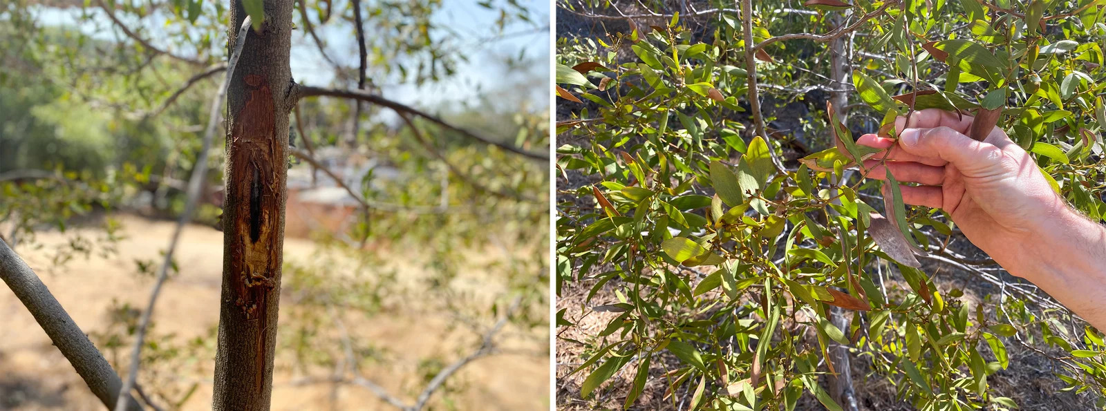 On the left is a photo of a dead acacia tree with an eye-shaped hole. On the right, a hand touches the branches of a dying acacia tree.