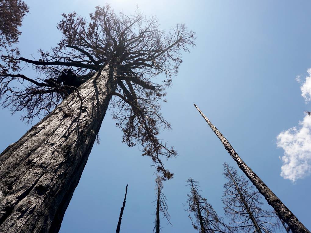 Charred dead giant sequoia trees