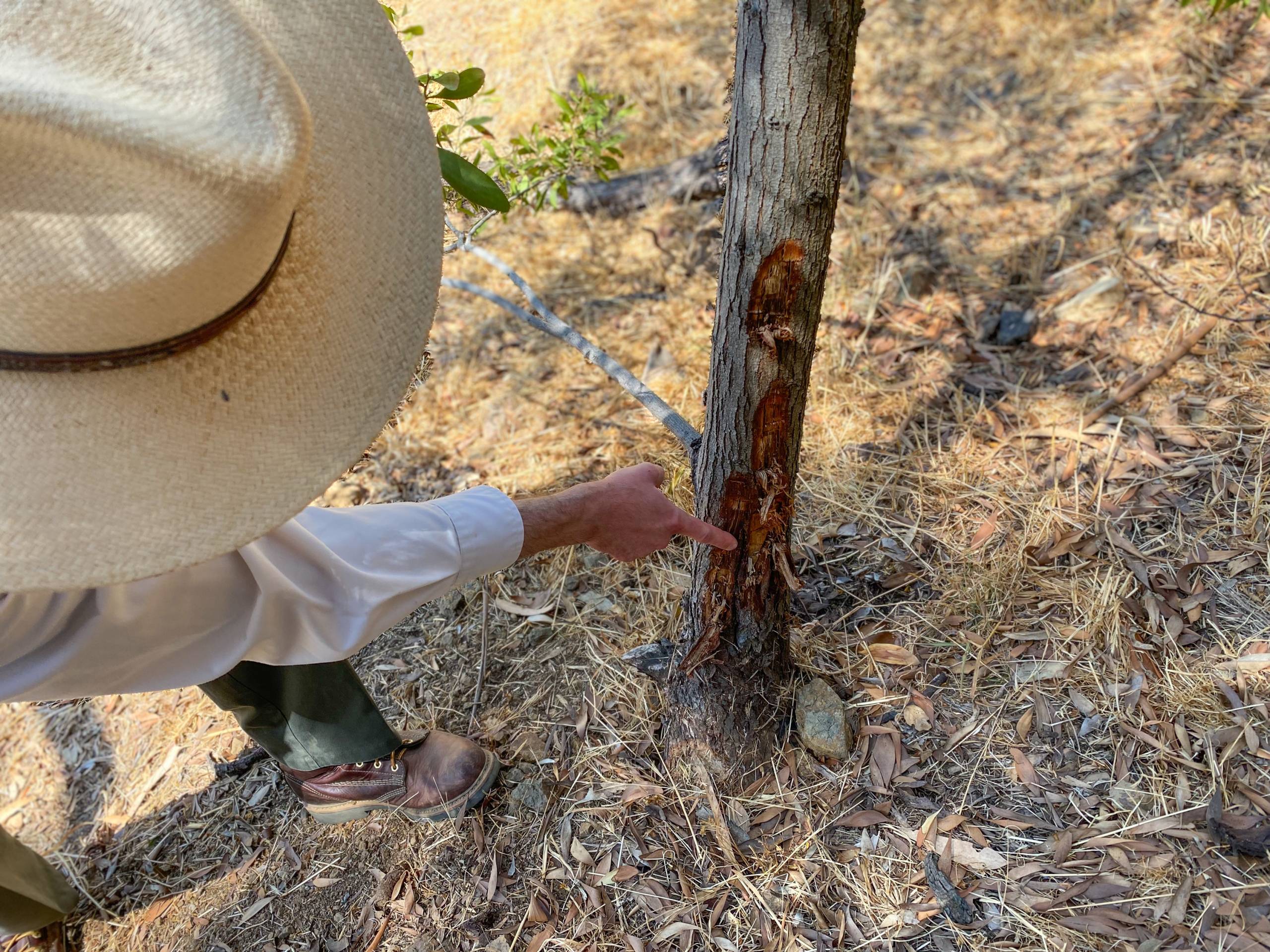 A man in a wide-brimmed hat points to a hole on an acacia trunk.