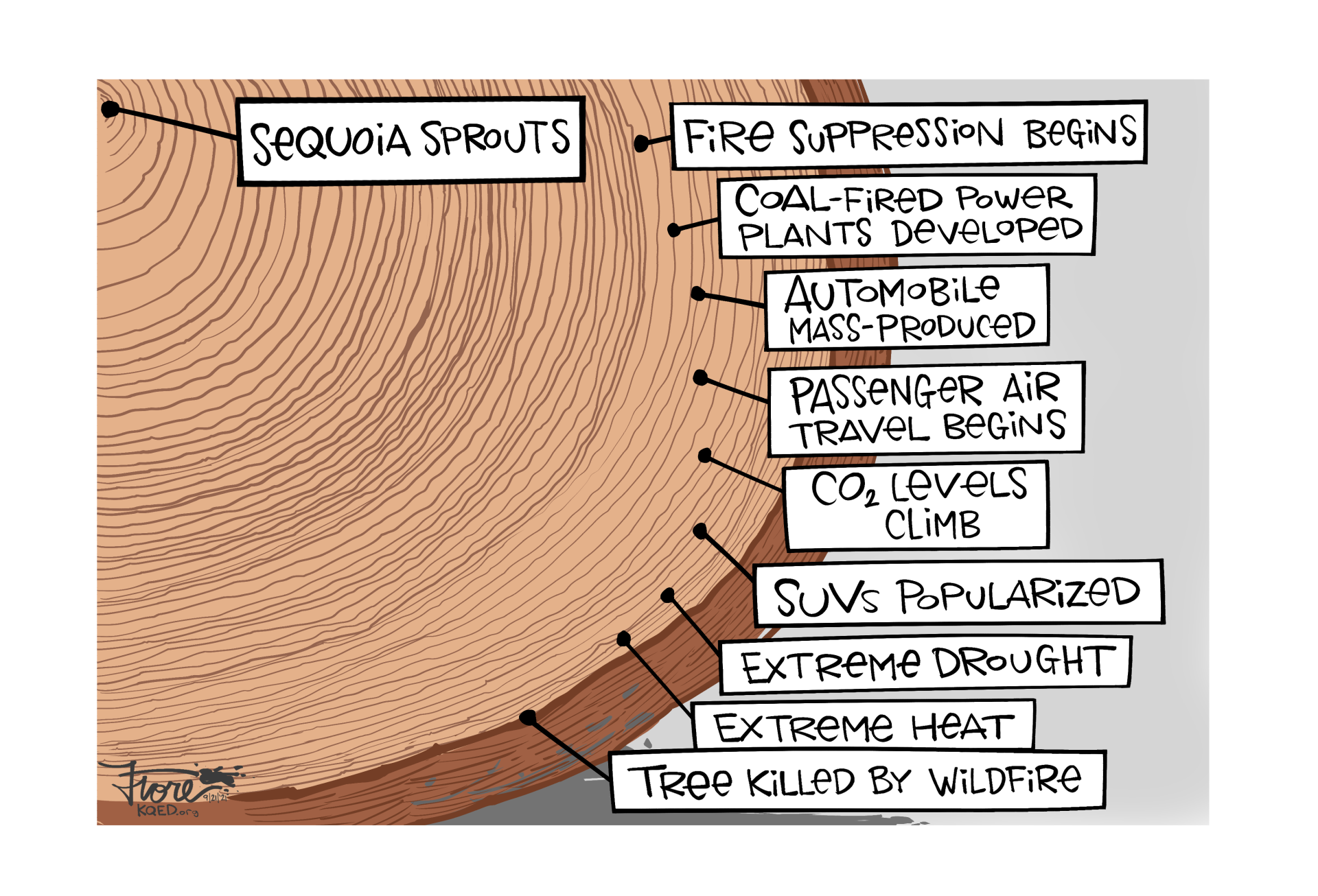 Cartoon: The rings in a cross-section of a giant sequoia labeled to show when the tree sprouted to when fire suppression began on to when the tree died in a wildfire.