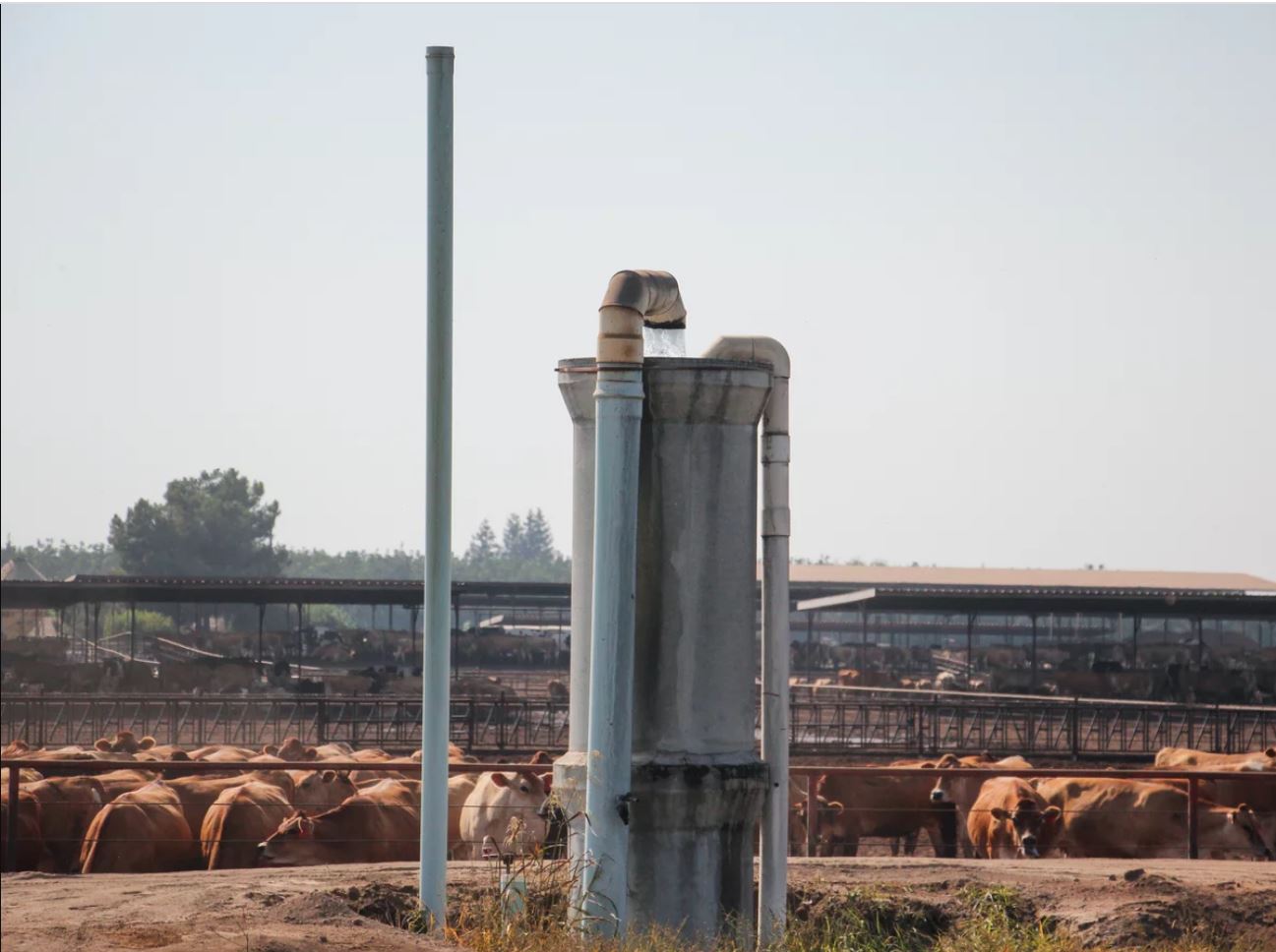 Dozens of cows are gathered inside a closed space. Nearby is a metal well with many tubes sticking out.