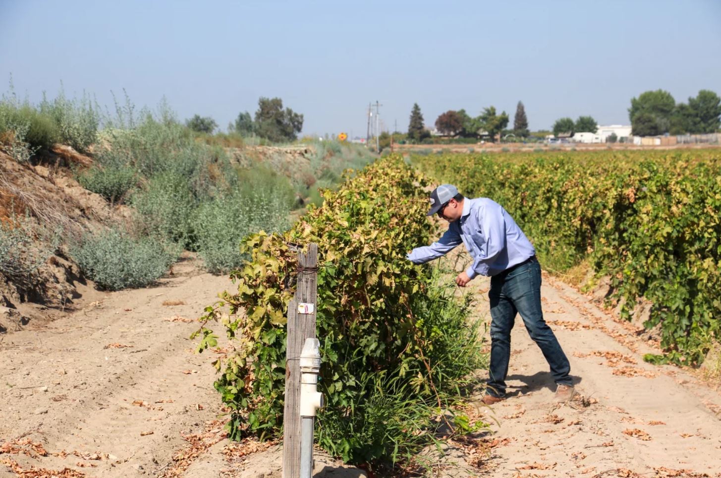 A man wearing a dress shirt, jeans, and a baseball cap bends over to look at a row of grapes growing in an agricultural field.