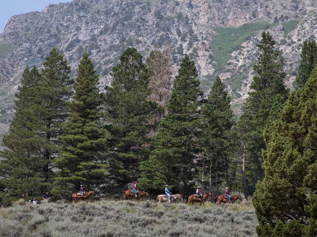 A distant line of horseback riders are dwarfed by tall fir trees, with mountainsides in the distance.