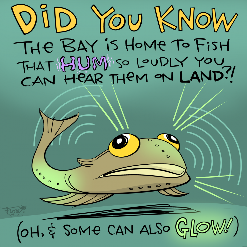 Cartoon: a wide-eyed glowing fish in the dark green waters of the Bay. Caption reads, "did you know the bay is home to fish that hum so loudly you can hear them on land?! Oh, and some can also glow!"
