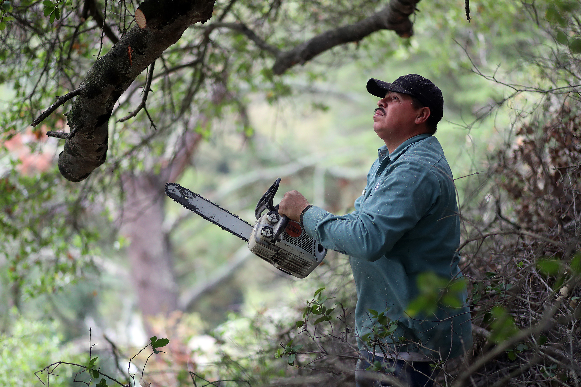 A man holds up a chainsaw in the outdoors and looks up at the canopy.