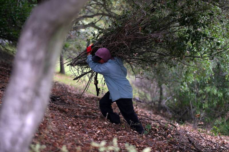 The branches that the worker carries are about two or three times the size of the employee. The hill has dense foliage.