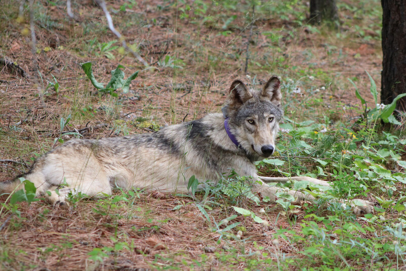 A lone wolf lies outside in a patch of dirt and grass and looks at the camera.