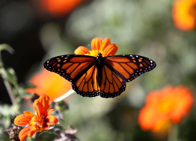 A butterfly with orange and black wings sits on an orange flower.