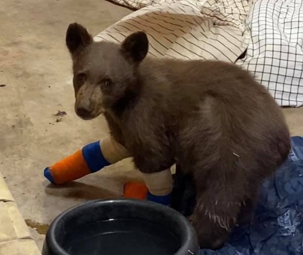 A brown-colored bear cub sits in a shelter, its front paws wrapped in bandages, in front of a bowl.