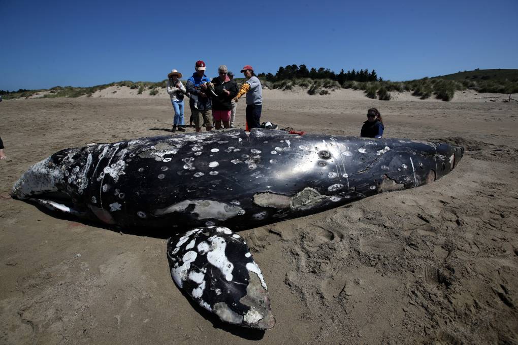 The carcass of a gray whale sits in foreground with a huddle of people talking beyond it.
