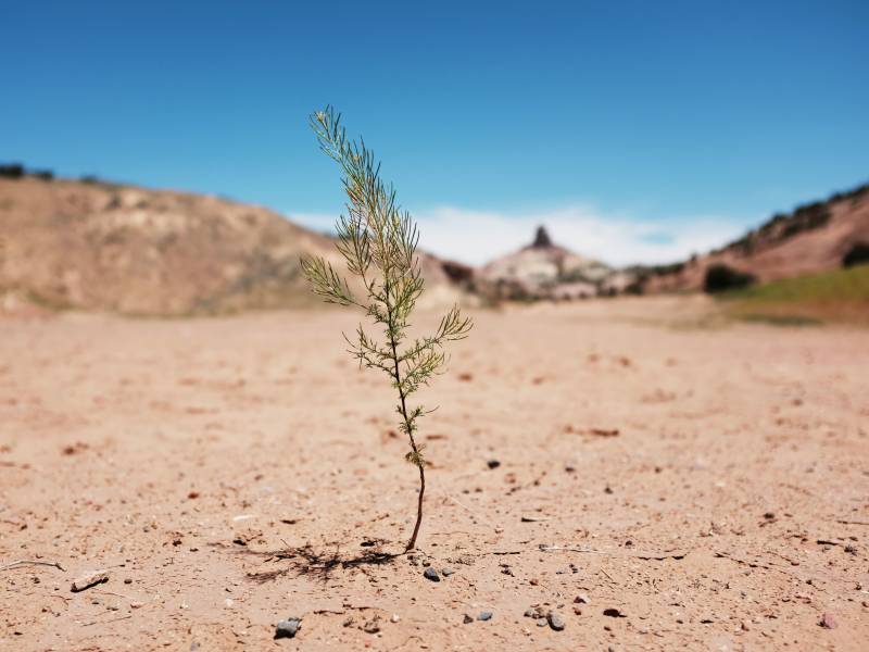 A tiny green sprout pushes through otherwise completely dry, cracked, red ground under a blue sky.