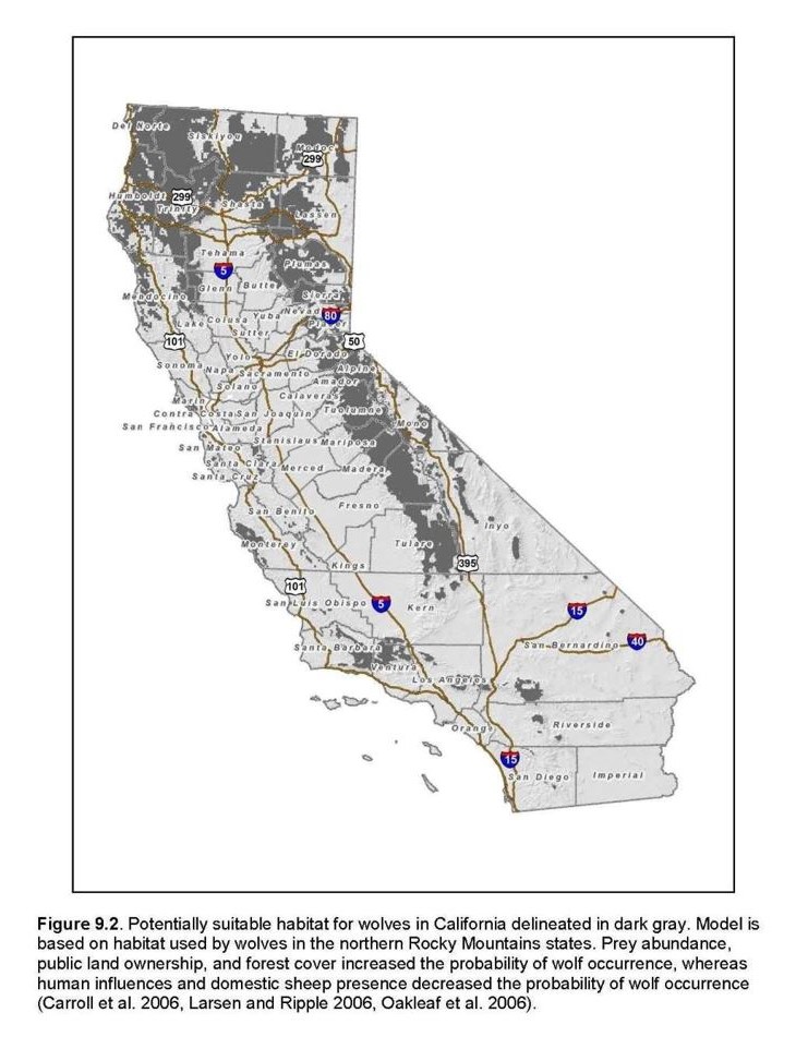 A map of California that includes gray-colored areas near the Sierra Nevada, in rural northern counties and in some sparse zones north of Los Angeles, that are potentially suitable habitats for wolves