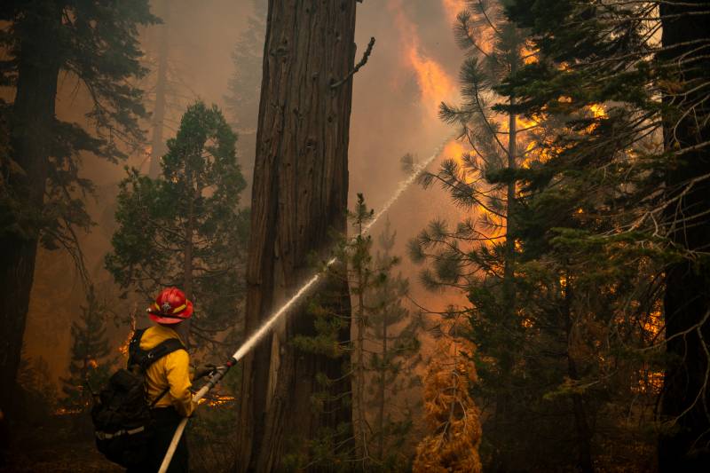 Redwood trees, smoke and a firefighter pointing his hose at a blazing fire.