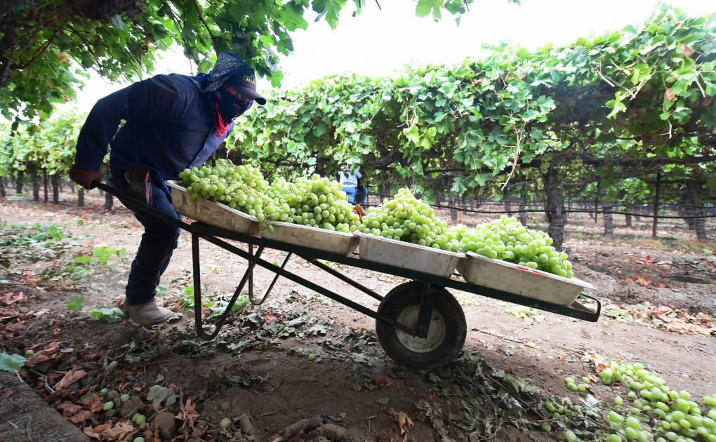 A person is steering a cart loaded with bright green grapes in the midst of rows of grapevines.