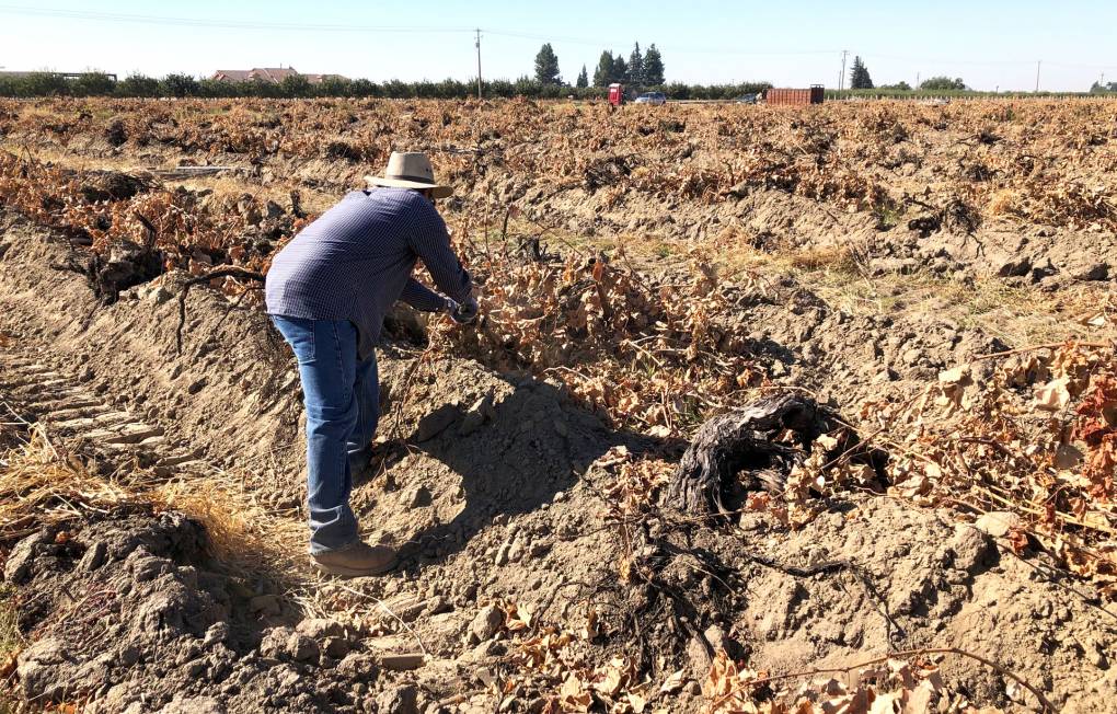 Beneath a bright sun, a man wearing a light purple long-sleeved shirt, jeans, work boots, and a wide-brimmed hat stands in a dried tractor rut and leans over as he pulls at dry grapevines. The entire field around him is brown and dry, with a line of trees visible in the distance.